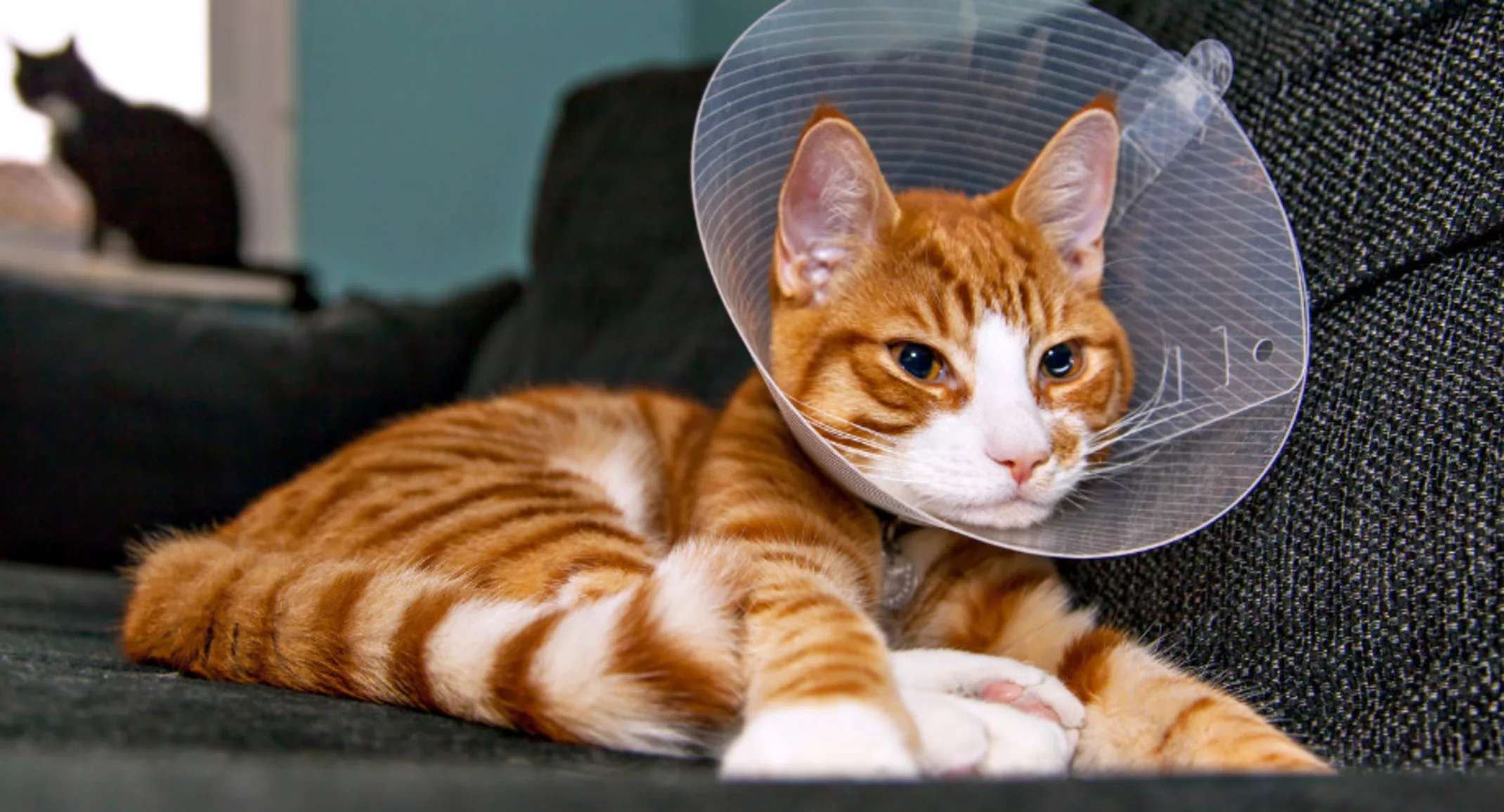 Orange Cat Sitting on a Couch with a Cone